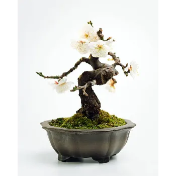 Bonsai Plants